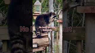 It's the Dark Lord , a Raccoon Sith Lord. Peanut Butter Club , By R Conyard#raccoons #raccoonshorts