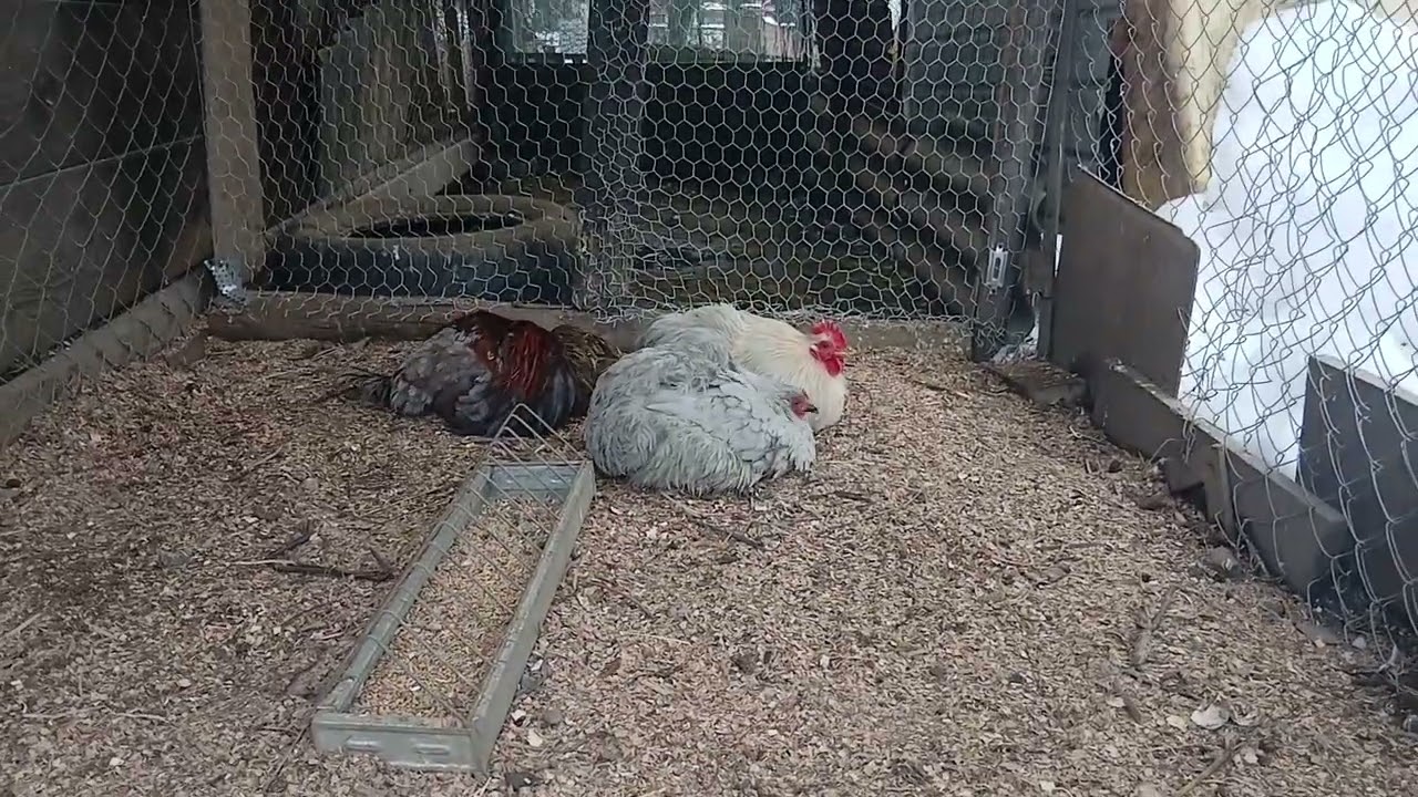 Video❤️❤️❤️💪💪