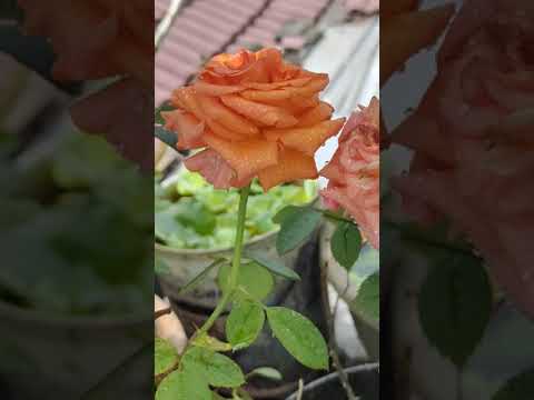 MAWAR TAMAN II BUNGA MAWAR II TUMBUHAN II Tumbuhan Mawar Biar Tumbuh Dan Berbunga Garden 27 