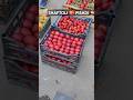 ERTAKI MAYKIRES SHAFTOLİ PISHDI KOCHATLARİ BOR