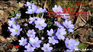 봄꽃이야기 - 노루귀 (Anemone hepatica, Hepatica nobilis, liverwort)