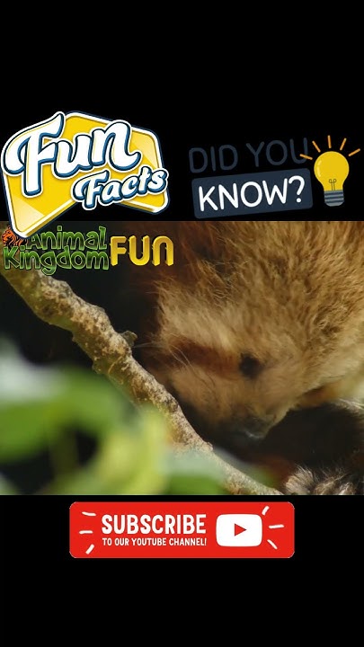 🐼Red Panda interesting FACTS, Did you Know this? #shorts #animals - YouTube