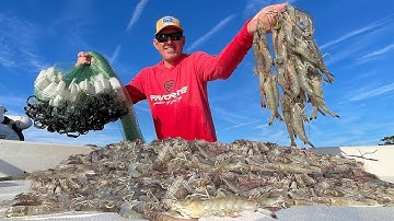 Catching Thousands of Wild Shrimp in a Huge Cast Net (Catch Clean & Cook)
