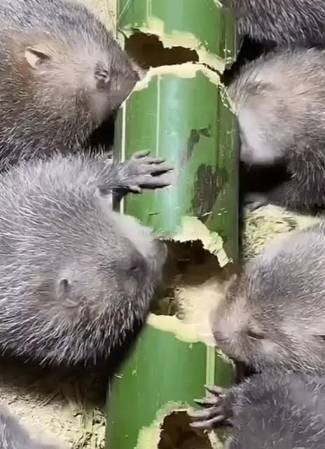Fury Rats Big furry rats that only eat wood - YouTube