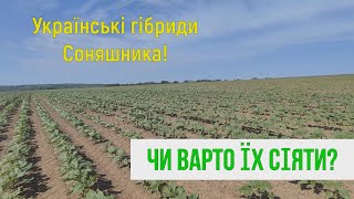 Українські гібриди Соняшника! Чи варто їх сіяти? Демо Поле Соняшника!