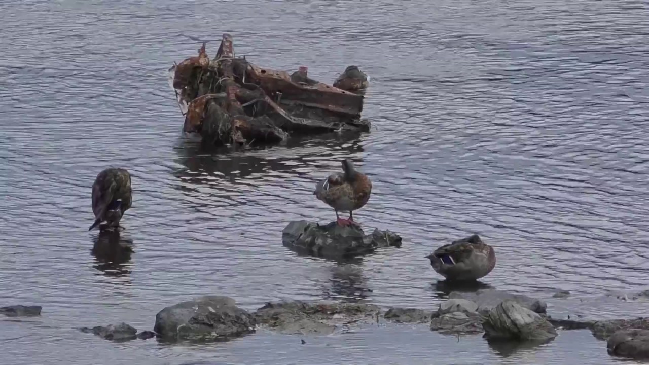 CIAD   OFVM submission