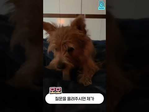 MOMO Twice live |K-pop live #211120