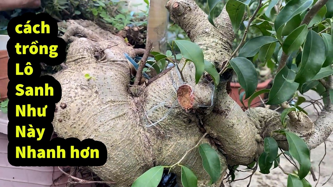 Một Lô Sanh nam Điền Khi Chưa Cắt Thoáng liệu Sẽ Ra Sao , Cách Trồng Nào Cho Sanh Nhanh Nhất