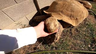 Feeding ALL My Tortoises!  Daily Routine