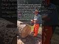 The better pro chainsaw. Ms 380 vs Ms 460.