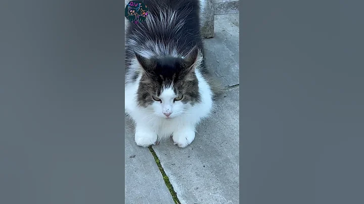 Video 11858201: mainecoon cat pets cute, gorgeous maine coon cat, beautiful maine coon cat, female maine coon cat, mainecoon big