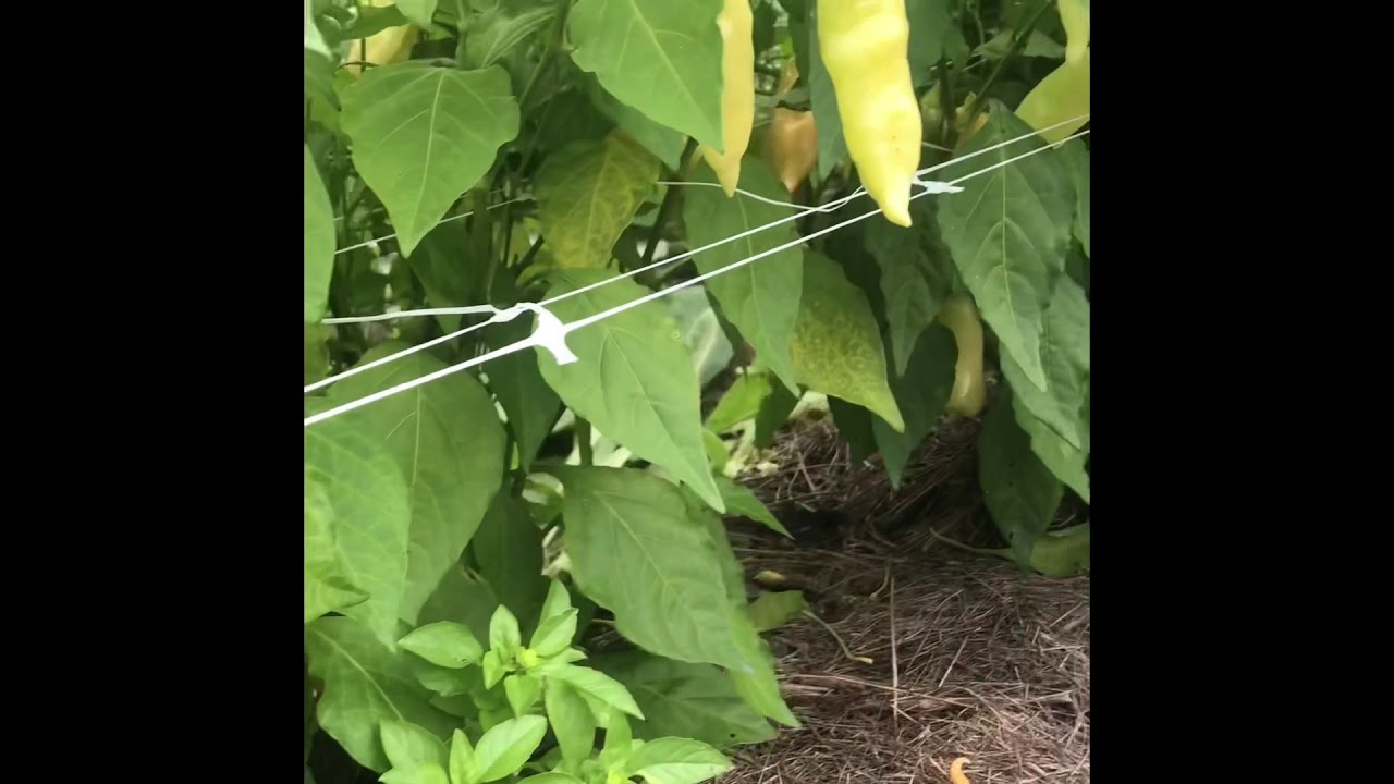 Sugar Rush Peach Peppers grown in living soil.