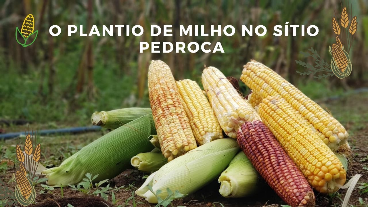 PLANTIO DE MILHO CRIOULO | COMO PLANTAR | QUAL O TEMPO DE COLHER ...