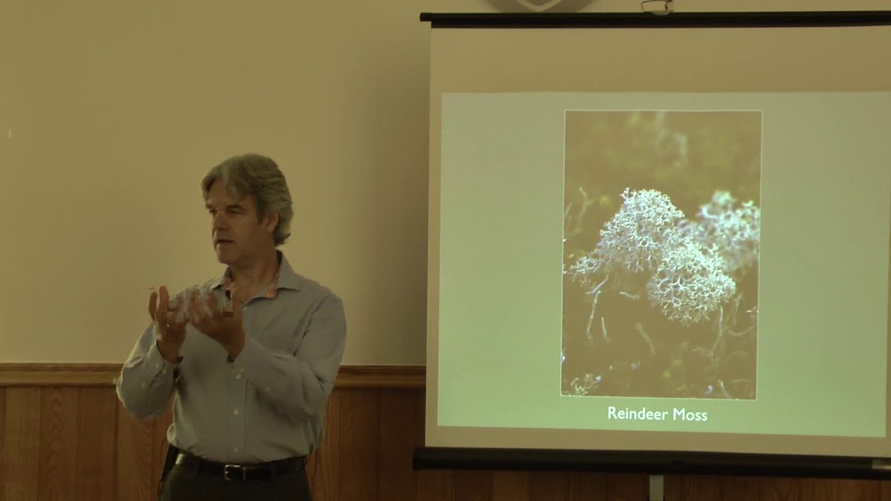 Reindeer Moss Flower Essence by Alaskan Essences YouTube