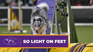 Famous 30 Seconds of Sheltie Speed 💨 | Bee at Westminster Agility 2026 Profile
