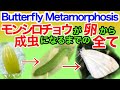 モンシロチョウが卵から成虫になるまでの記録 The Life cycle of a Butterfly