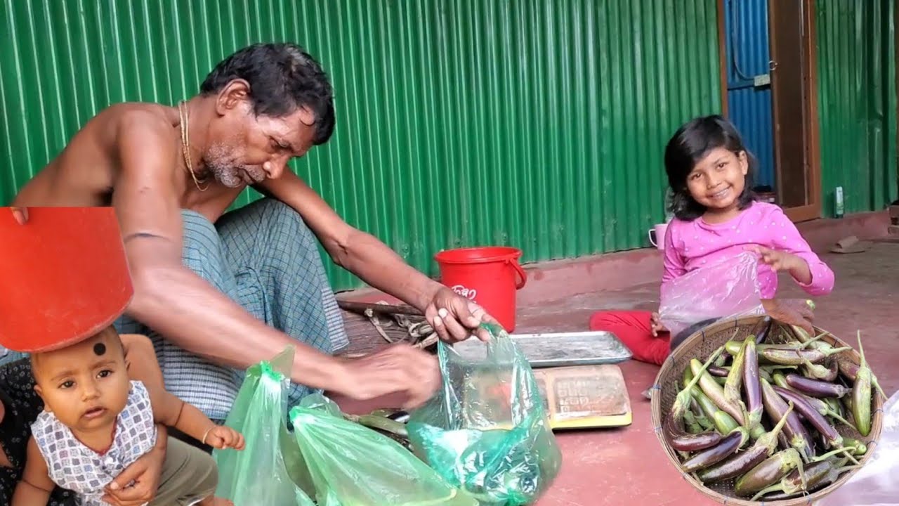 বাবা আজ গাছ থেকে এতো গুলো টাটকা বেগুন তুলে এনে বিক্রি করতে কোথায় নিয়ে গেলো।Village Vloger Nopur.