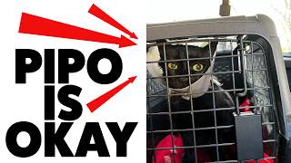 Koterij 388 Pipo Is Okay