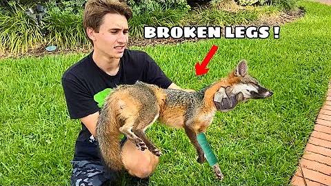 INJURED FOX FOUND HIT BY CAR !