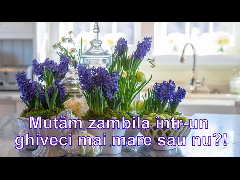 Video: Cum Să Ajute Un Zambil Bolnav