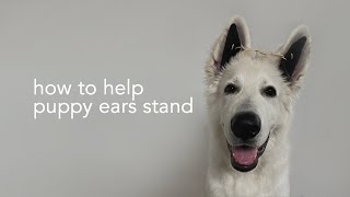 How to make your puppy's ears stand