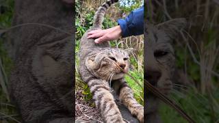 石の階段で見かけた猫を撫でると足元に擦り寄ってきてカワイイ