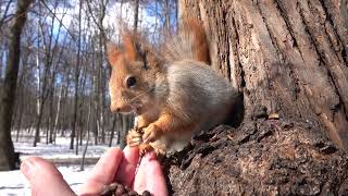 О диких белках / About wild squirrels