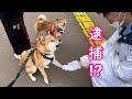 命令してくる警察官に喧嘩を売る柴犬が面白い