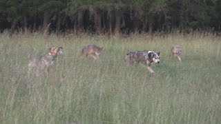 CJ and Curly take on two coyotes.