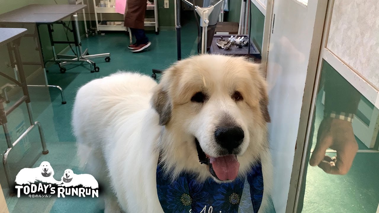 Youtube Video Statistics For 自分が白い事を忘れてゴロゴロするアランです Great Pyrenees グレートピレニーズ Noxinfluencer Youtube Video Statistics For 自分が白い事を忘れてゴロゴロするアランです Great Pyrenees グレートピレニーズ Noxinfluencer