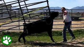 Angry Bull Trapped In Metal Fence Gets Freed