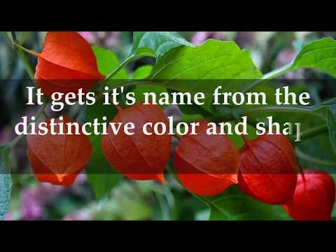 Facts about Chinese Lantern Plants