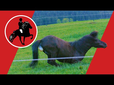 Video: Wie Kommt Ein Pferd Zur Welt?