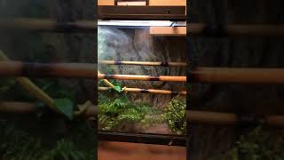 MyGreen Tree Python Cage Set-up