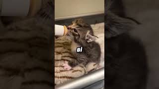 Otoyolda Yavru Kedi Buldum Resimi