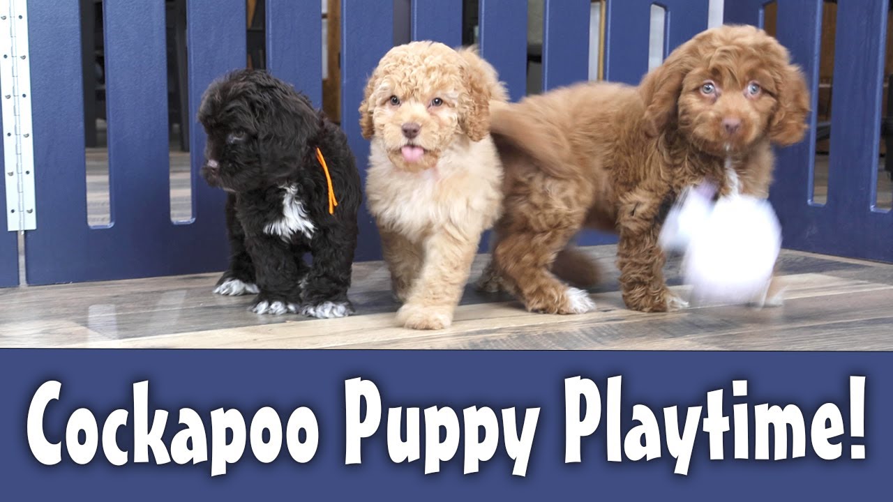 Happy Mini Cockapoo Puppies - Puppy Playtime at Deaz Doodle Ranch ...
