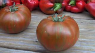 ⟹ Vintage wine striped Tomato, Solanum lycopersicum, Indeterminate, TASTE TEST AND REVIEW #TOMATO