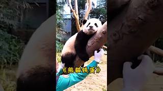 The panda cub is clingy and mischievous, getting a taste of mom’s 'tough love' every day #animals...