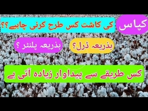 what kind of cotton seed should be made?#foryou#trending#viralvideo # ...