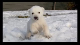 【天使だね！！】シロクマの赤ちゃん～チータ・ナマケモノ【稀少映像満載】