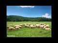ks. Tomasz Kostecki: jak owce bez pasterza