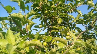 Літня обрізка яблуні , формування крони дерева