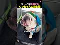 幼稚園に行く犬のカバンの中身は?