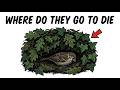 Why You Never Find a Dead Bird in Your Garden (The Answer Will Stop You Cold)