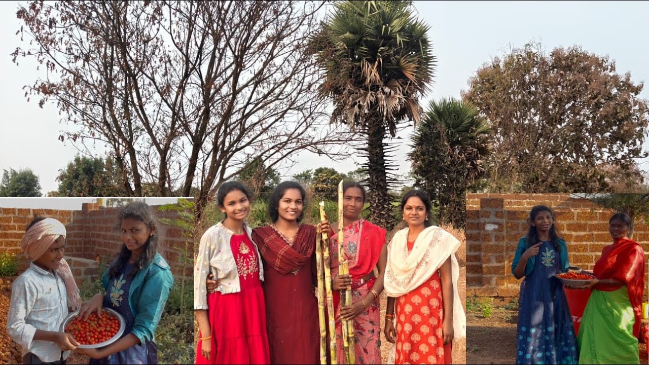 సంక్రాంతి సంబరాలు//టమాట తోటల పండుగ చేసినం🥰tomato harvesting 🥰🥰