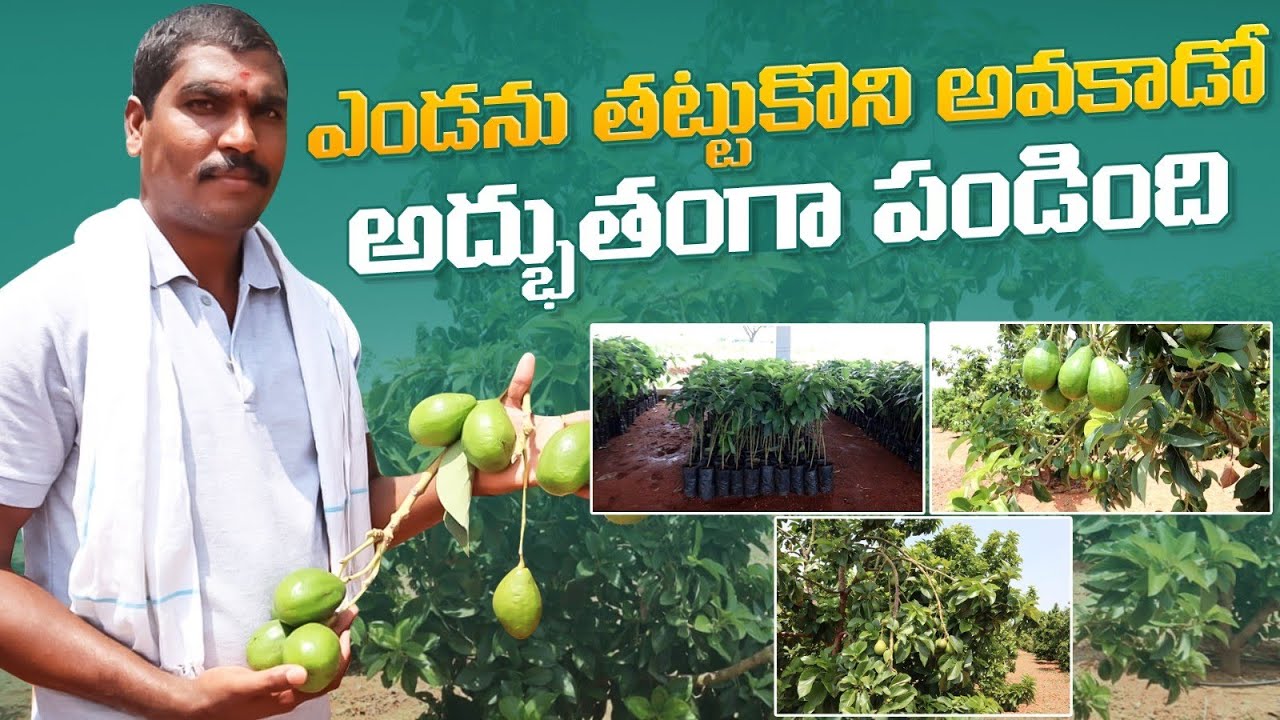 Avocado farming in telugu/avocado fruit farming/ ఎండను తట్టుకొని,పంట పండింది