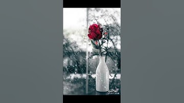 سورة التحريم : الشيخ ماهر المعيقلي