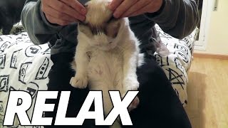 Cómo hipnotizar a tu gato | Funny cats enjoying massage