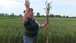 2017 Update on Weed Control Research in Wheat