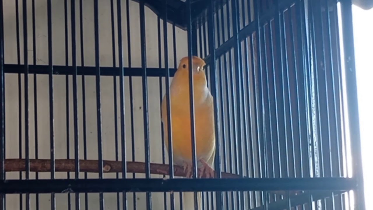 INILAH SUARA BURUNG KENARI KUNING. 